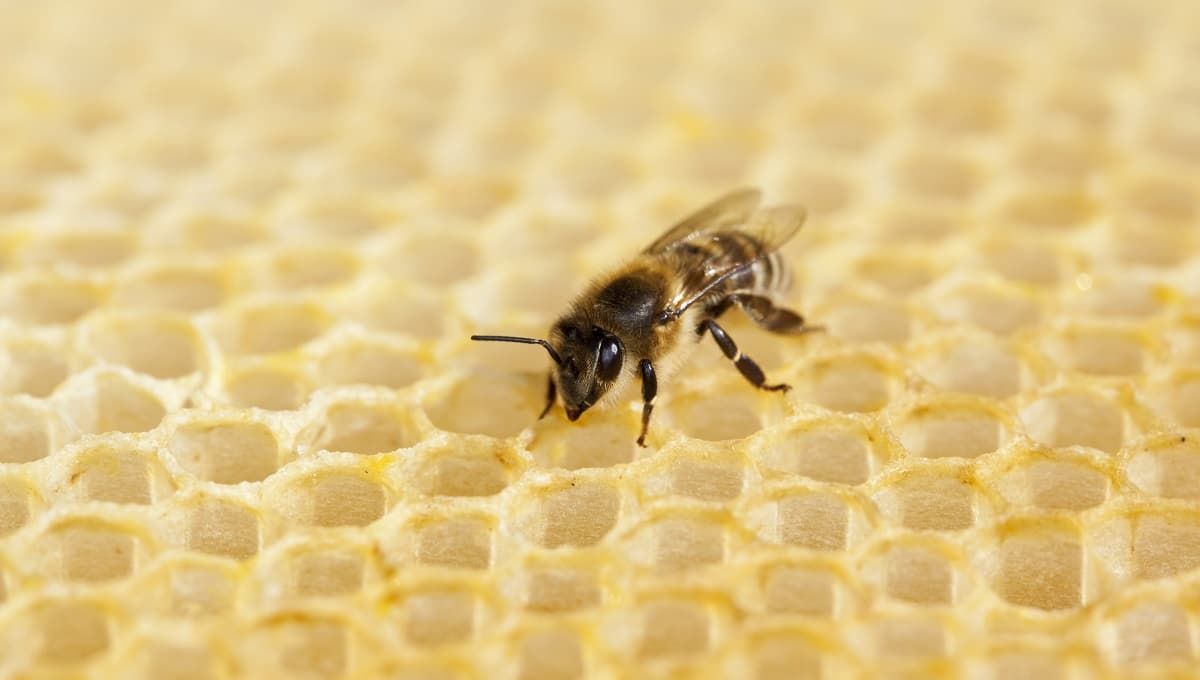 Porque las abejas hacen miel